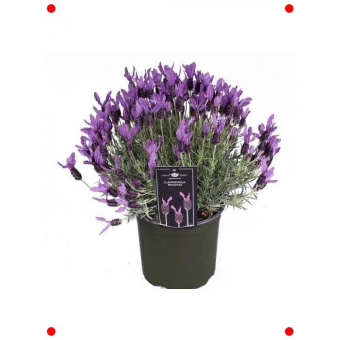 Karışık Yoğun Kokulu Lavandula Tohumu (5 Adet)