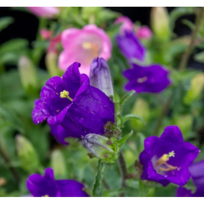 Karnıbahar Moza Tohumu - 100 Adet, Doğal