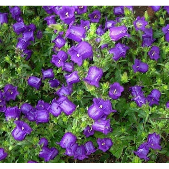 Karnıbahar Moza Tohumu - 100 Adet, Doğal