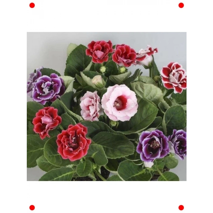 Katmerli Bardak Menekşesi Tohumu Karışık Renk (8 Adet)