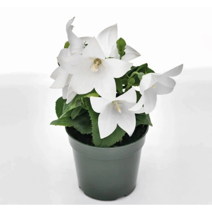 Katmerli Beyaz Balon Çiçeği Tohumu - 5 Adet