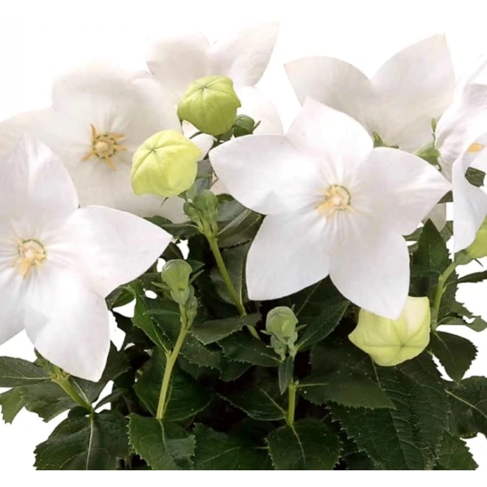 Katmerli Beyaz Balon Çiçeği Tohumu - 5 Adet