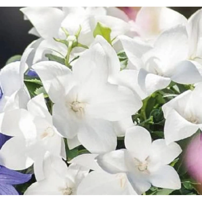 Katmerli Beyaz Balon Çiçeği Tohumu - 5 Adet