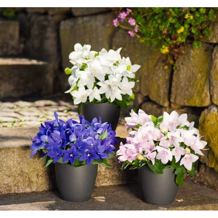 Katmerli Beyaz Balon Çiçeği Tohumu - 5 Adet