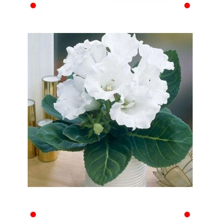 Katmerli Beyaz Bardak Menekşesi Tohumu (5 Adet)