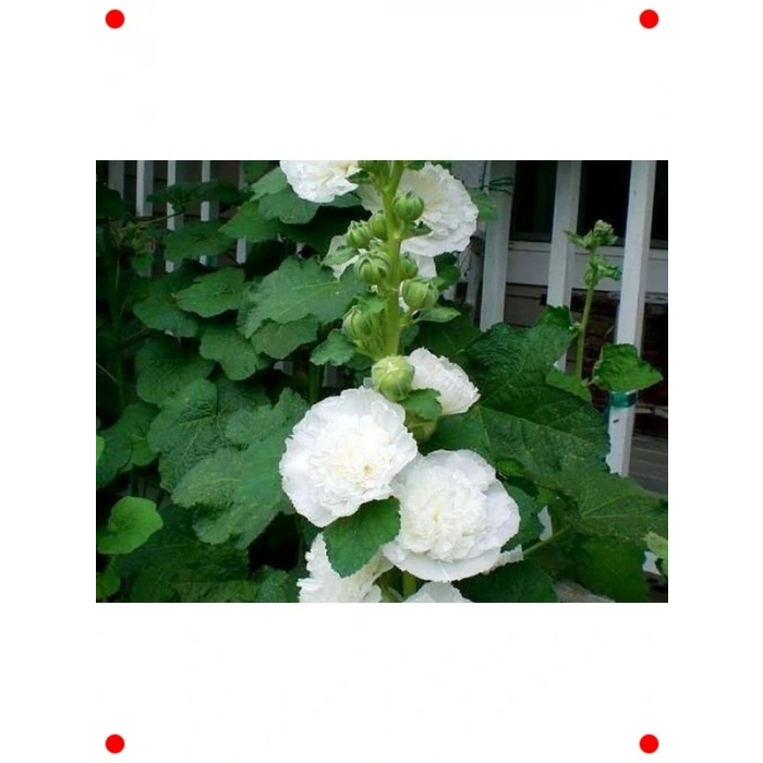 Katmerli Beyaz Dev Gül Hat Tohumu - 5 Adet