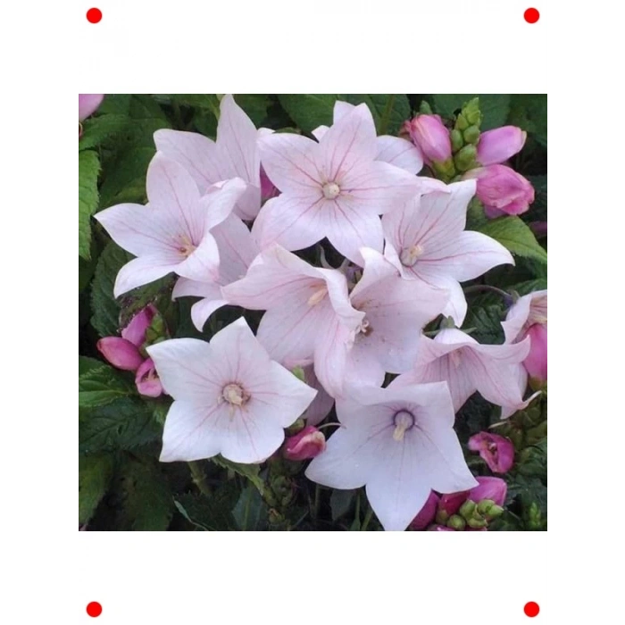 Katmerli Pembe Balon Çiçeği Tohumu (5 Adet)