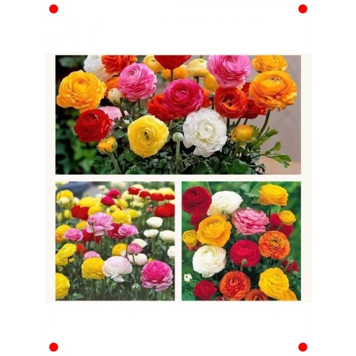 Katmerli Şakayık Tohumu Karışık Renkli - 5 Adet