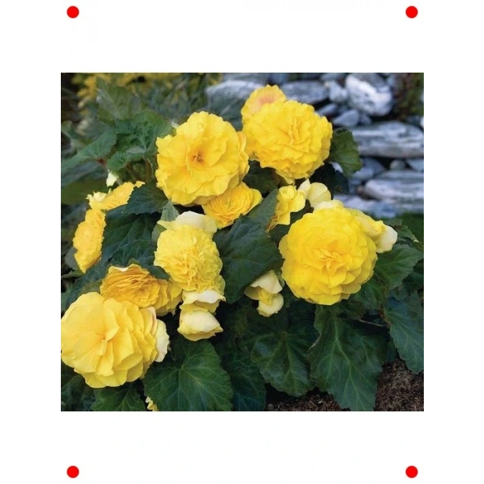 Katmerli Sarı Bnya Tohumu (5 Adet)