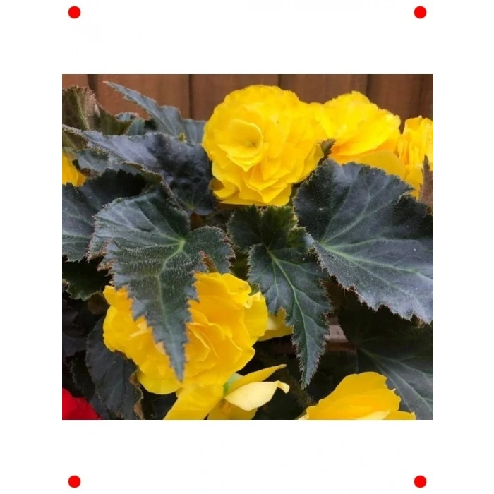 Katmerli Sarı Bnya Tohumu (Kırmızı Yapraklı) - 8 Adet