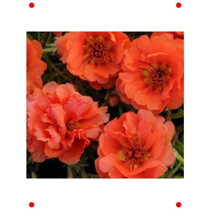 Katmerli Turuncu İpek Çiçeği Tohumu (40 Adet)