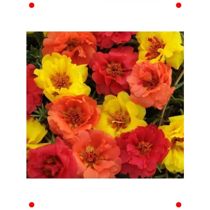 Katmerli Turuncu İpek Çiçeği Tohumu (40 Adet)