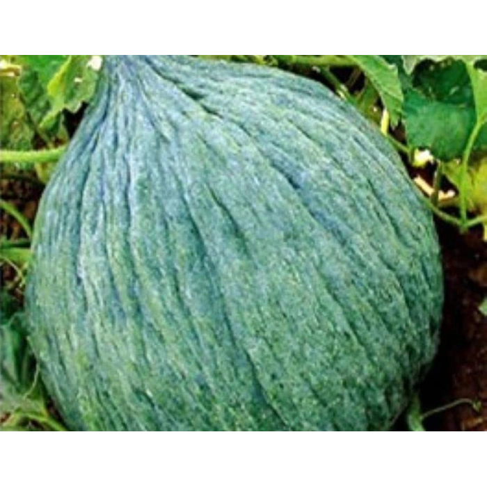 Kavun Hasanbey Tohumu - Aksel 10 gr