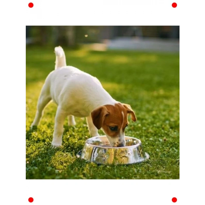 Kaymaz Çelik Kedi & Köpek Mama Su Kabı - 16 cm