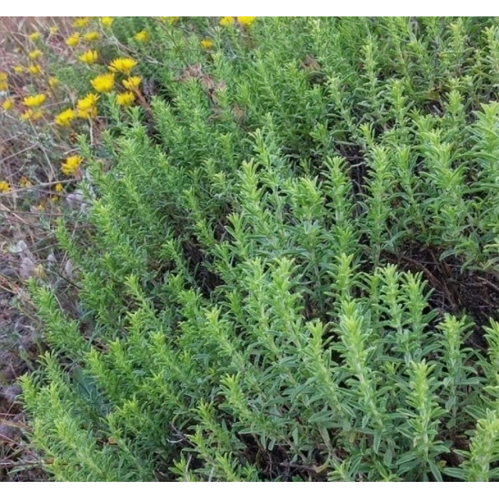 Kekik Tohumu - 3 Gram