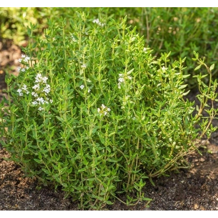 Kekik Tohumu - 3 Gram