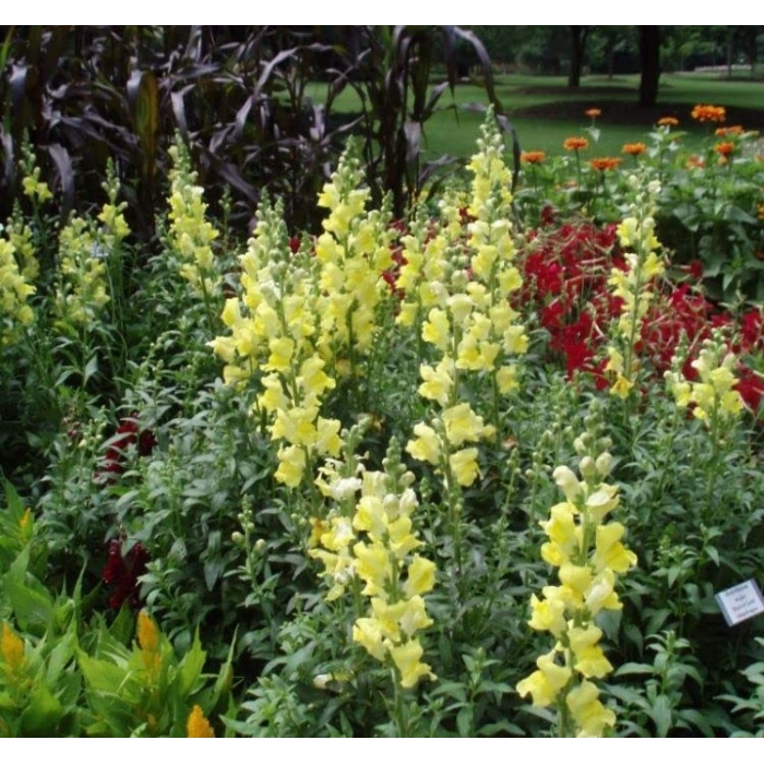 Kesimlik Sarı Aslanağzı Tohumu - 20 Adet