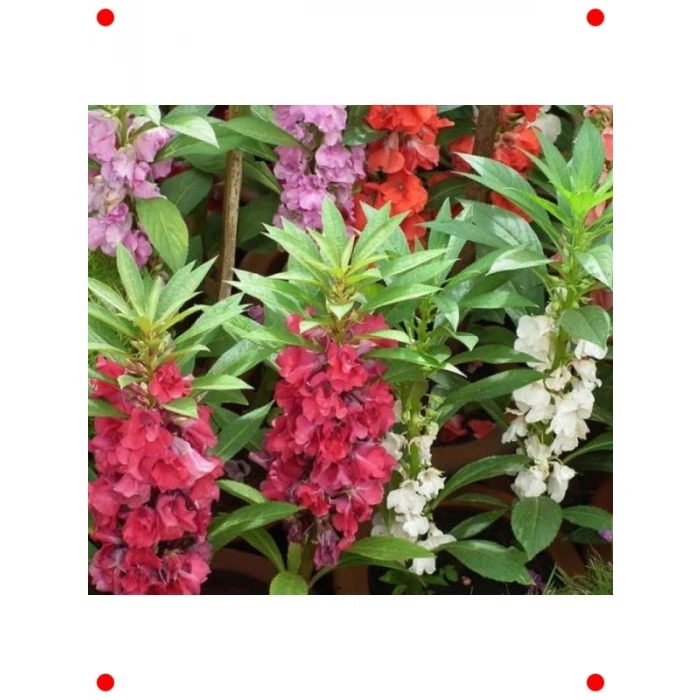 Kına Kına Çiçeği Tohumu