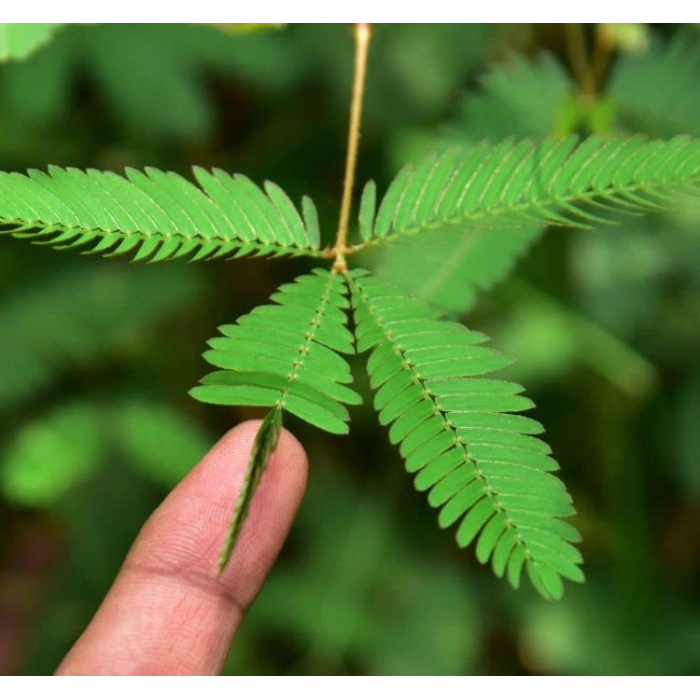 Kırkağaç Kavun Tohumu - 10 Gram, Doğal