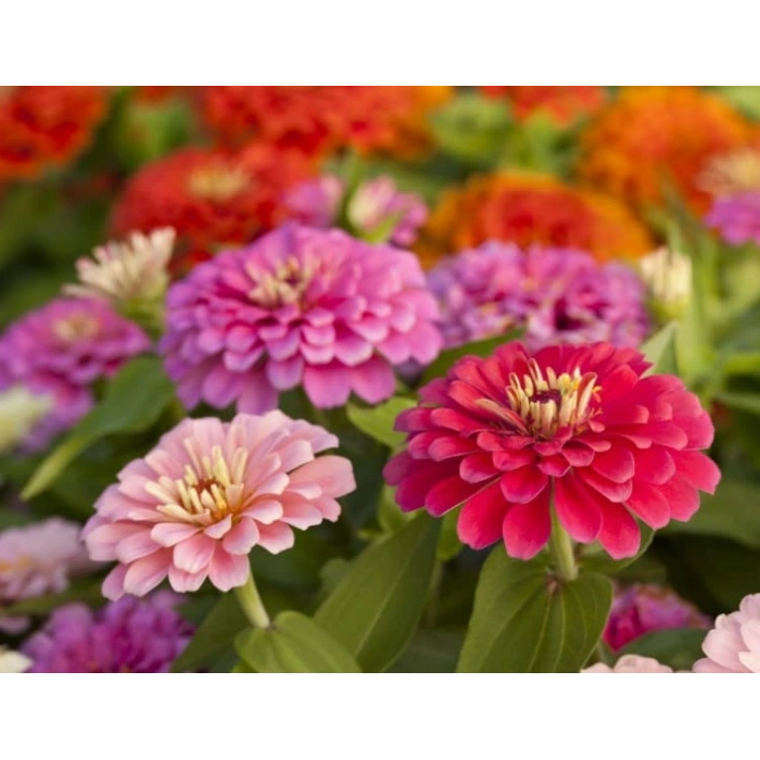 Kirli Hanım Çiçeği (+20 Tohum) - Aen