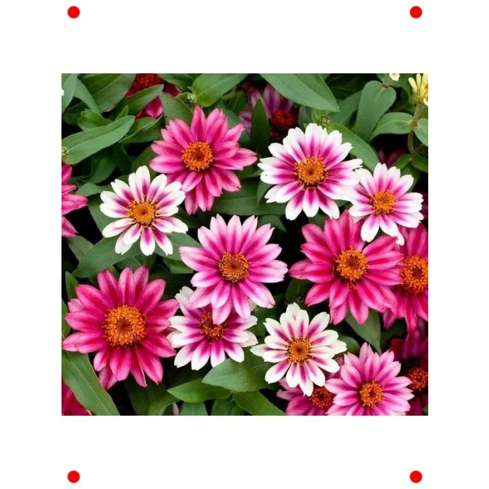 Kirli Hanım ni Cherry Zinnia Tohumu (5 Adet)