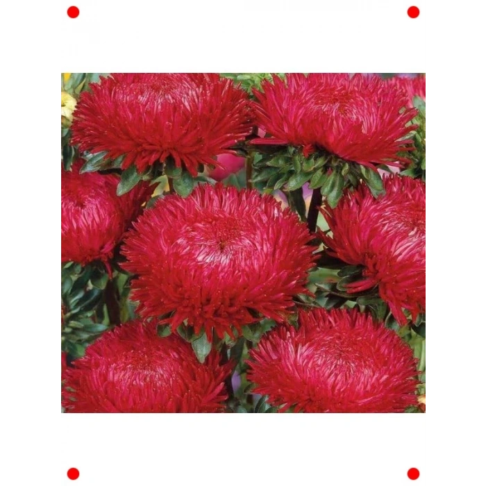 Kırmızı Aster Kasımpatı Tohumu (20 Adet)