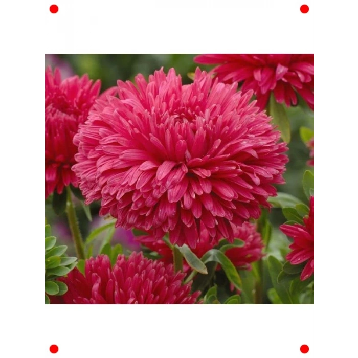 Kırmızı Aster Kasımpatı Tohumu (20 Adet)