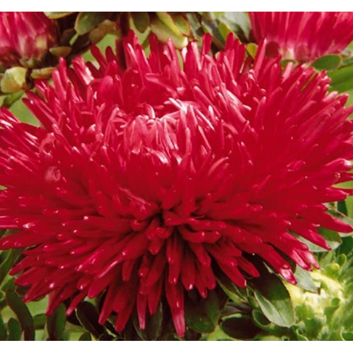 Kırmızı Aster Kasımpatı Tohumu - 20 Adet