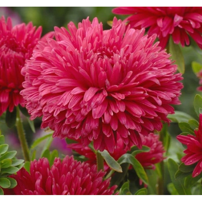 Kırmızı Aster Kasımpatı Tohumu - 20 Adet