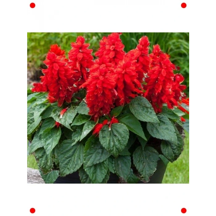 Kırmızı Ateş Çiçeği Salvia  Tohumu (30 Adet)