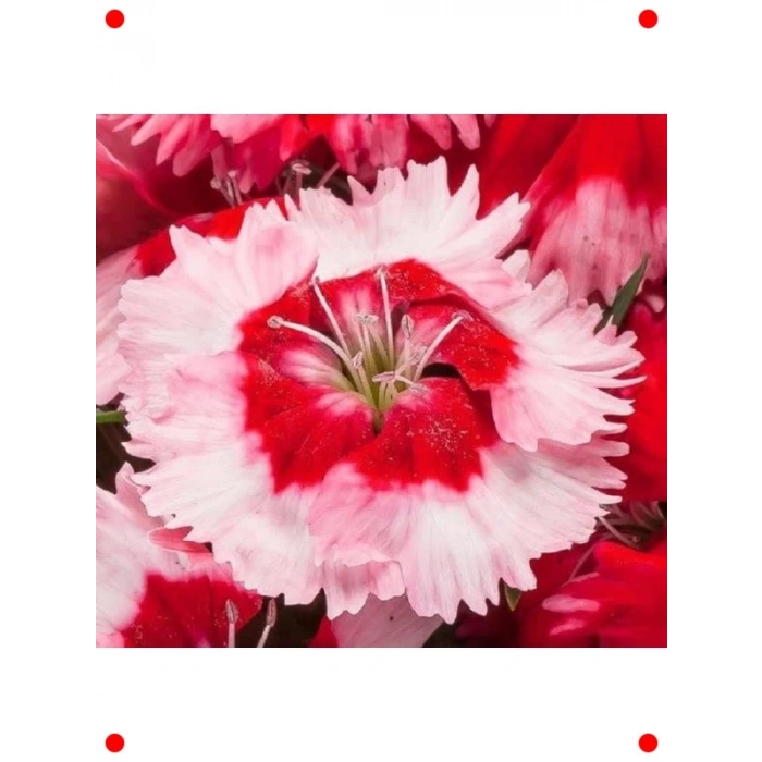 Kırmızı Beyaz Çin Karanfili Tohumu - 8 Adet