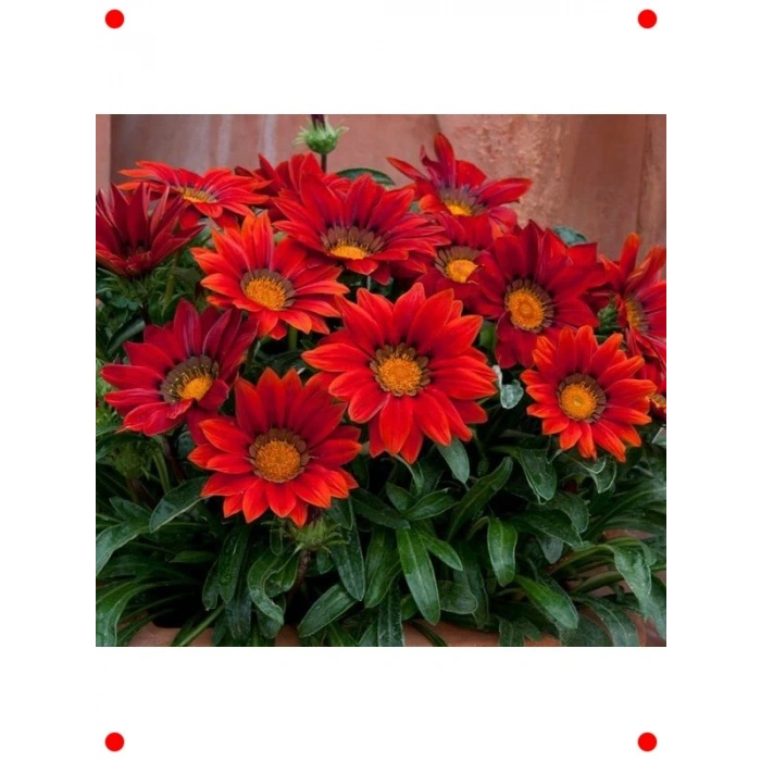 Kırmızı Büyük Çiçekli Gazanya Tohumu (8 Adet)