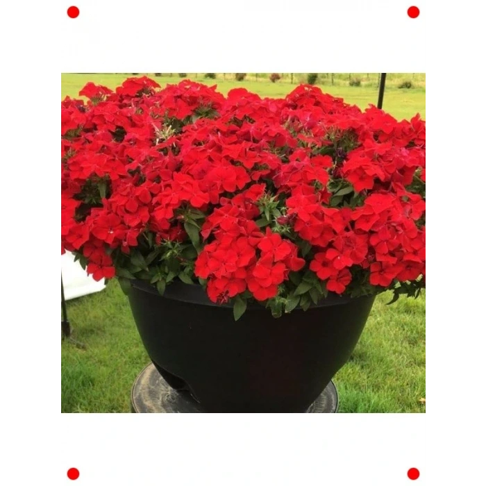 Kırmızı Floks  Çiçek Tohumu (25 Adet)