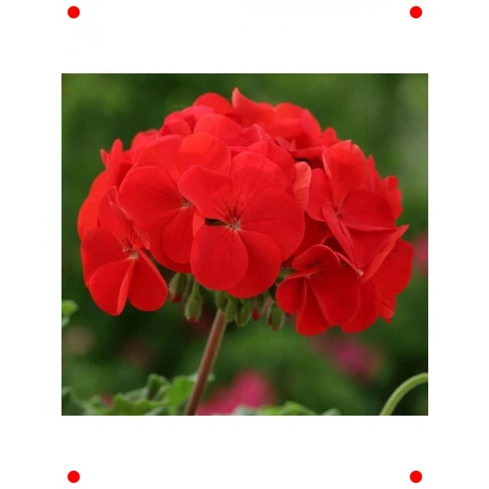 Kırmızı Gül Sardunya F1 Tohumu (10 Adet)