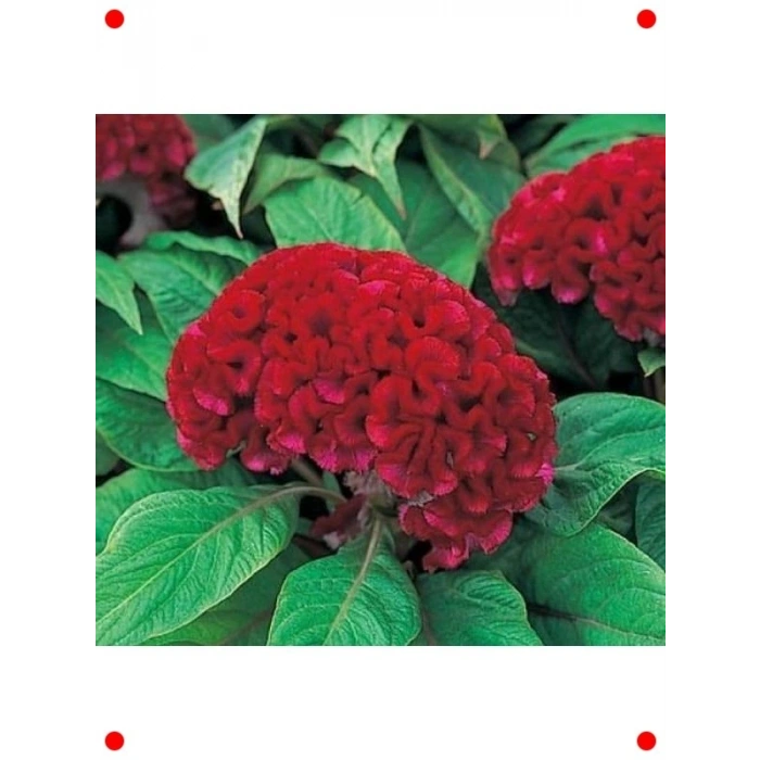 Kırmızı Horoz İbiği Balta Çiçeği Tohumu (20 Adet)