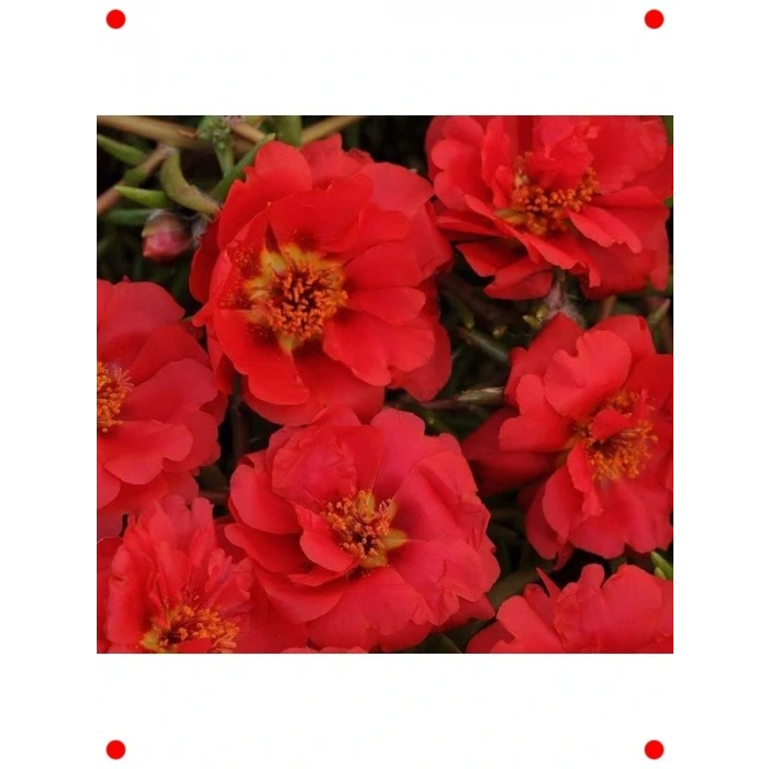 Kırmızı İpek Çiçeği  Tohumu (75 Adet)