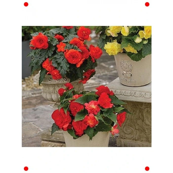 Kırmızı Katmerli Bnya Tohumu (5 Adet)