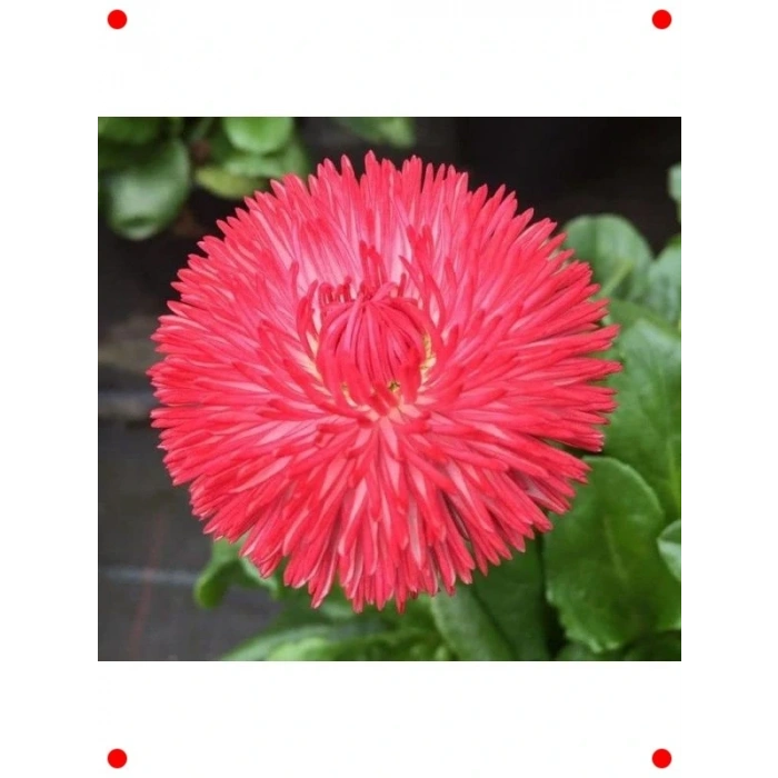 Kırmızı Katmerli Şeker Tabağı  Tohumu - 30 Adet