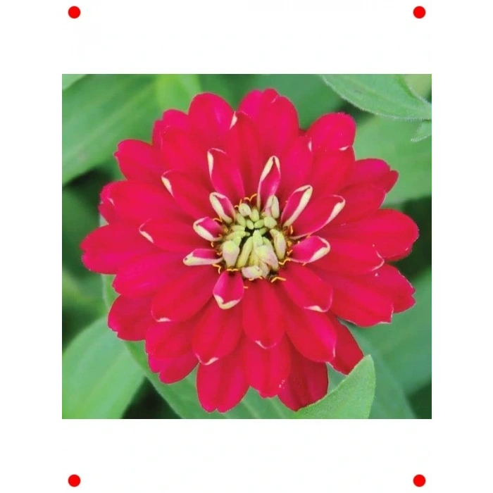 Kırmızı Kirli Hanım  Çiçek Tohumu - 10 Adet