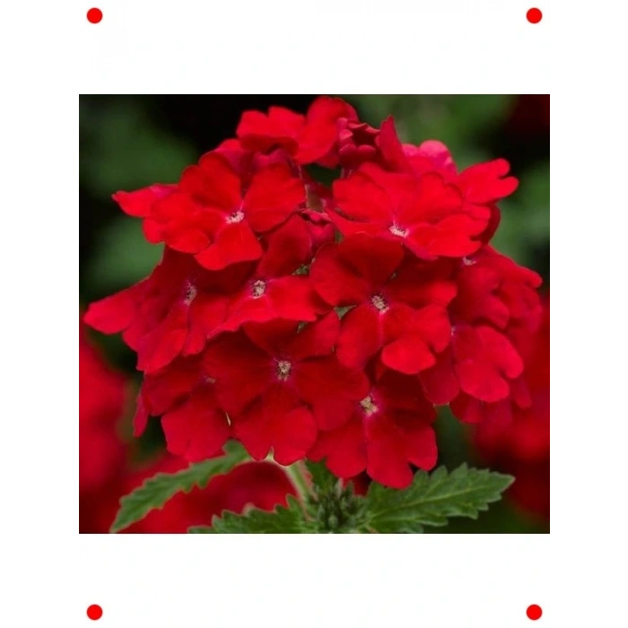 Kırmızı ne Çiçeği  Tohumu (20 Adet)