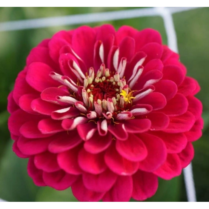 Kırmızı Renkli Dev Çiçekli Zinnia Tohumu - 5 Tohum
