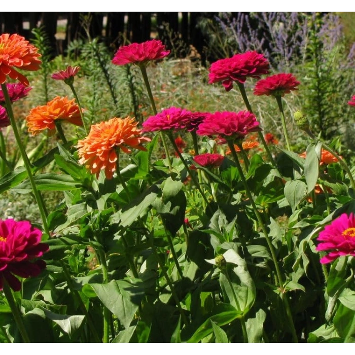 Kırmızı Renkli Dev Çiçekli Zinnia Tohumu - 5 Tohum