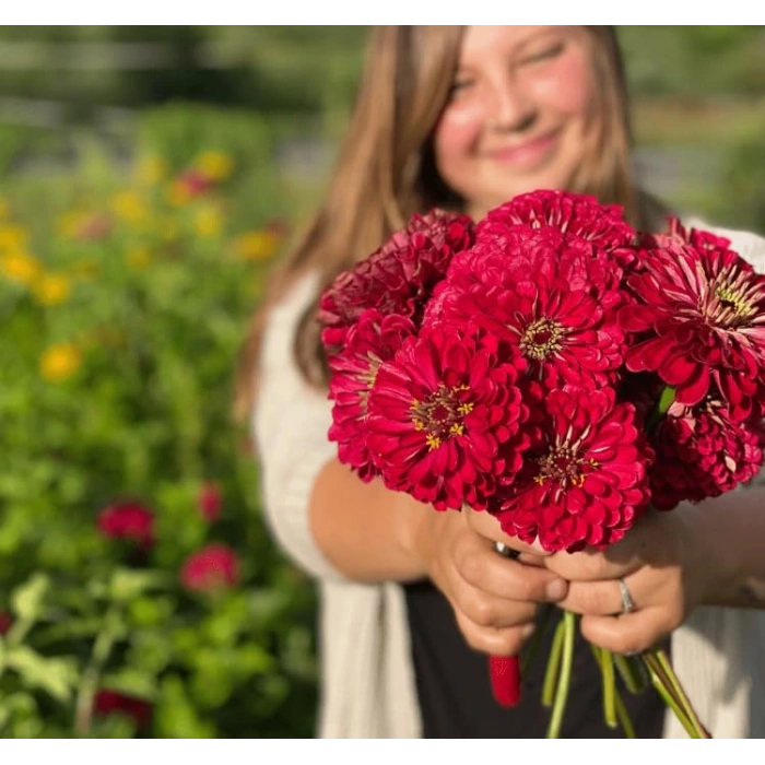 Kırmızı Renkli Dev Çiçekli Zinnia Tohumu - 5 Tohum