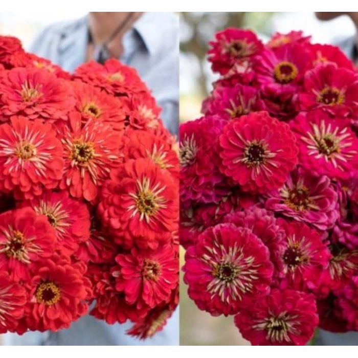 Kırmızı Renkli Dev Çiçekli Zinnia Tohumu - 5 Tohum