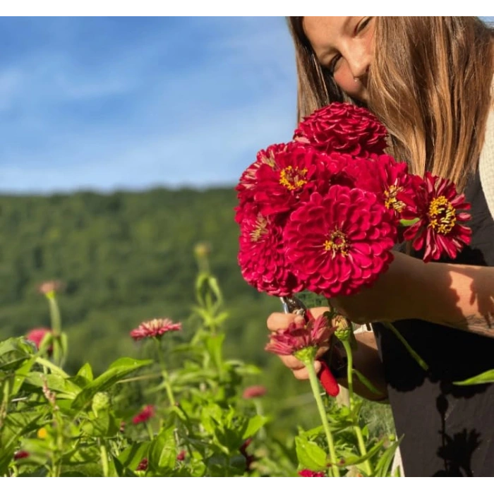 Kırmızı Renkli Dev Çiçekli Zinnia Tohumu - 5 Tohum