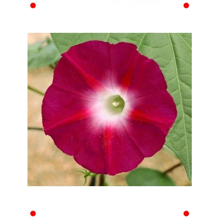 Kırmızı Sarmaşık Tohumu - 50 Adet