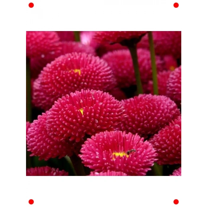 Kırmızı Şeker Tabağı F1 Tohumu (50 Adet)