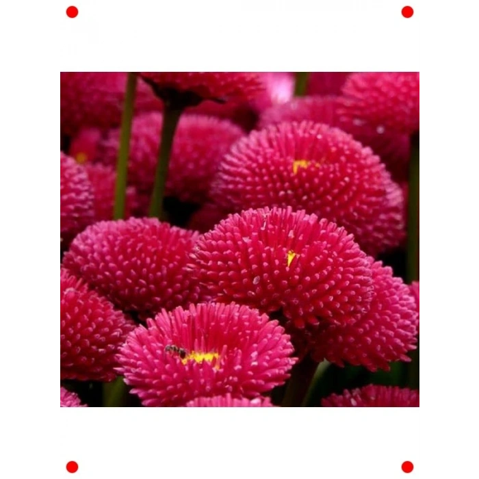 Kırmızı Şeker Tabağı  Tohumu (50 Adet)