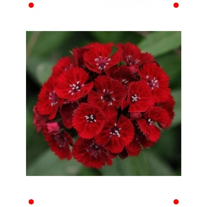 Kırmızı Tek Katlı Uzun Karanfil Tohumu (5 Adet)