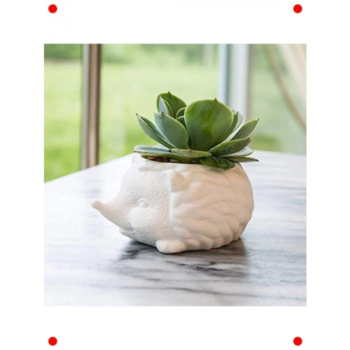 Kirpi Tasarımlı Seramik Sukulent Saksısı, Mini